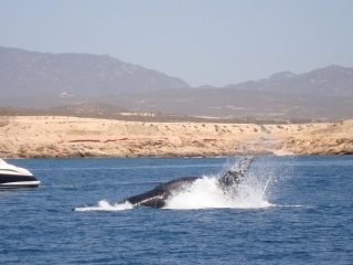 avistamiento de ballenas